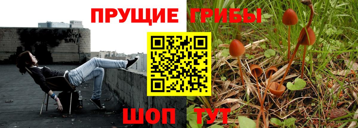 Псилоцибиновые грибы Psilocybe Оренбург
